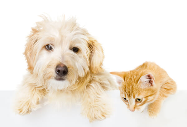 dog and cat 