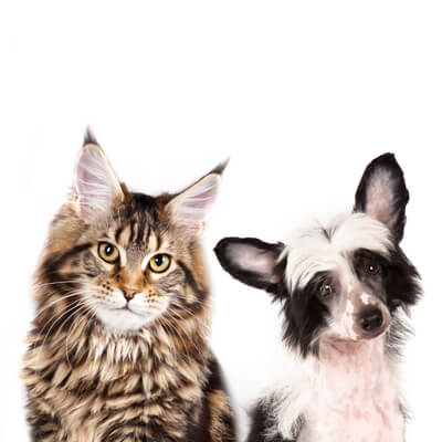 dog and cat
