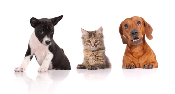 dogs and cat