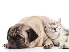 dog and cat
