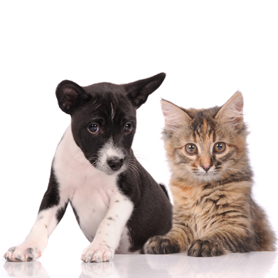 dog and cat