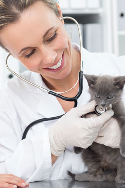 vet and cat