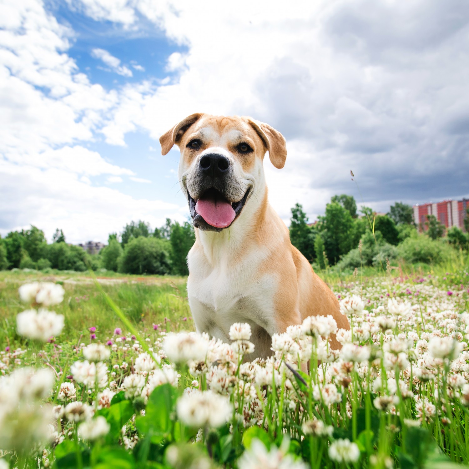 Happy Dog Sitting in field
