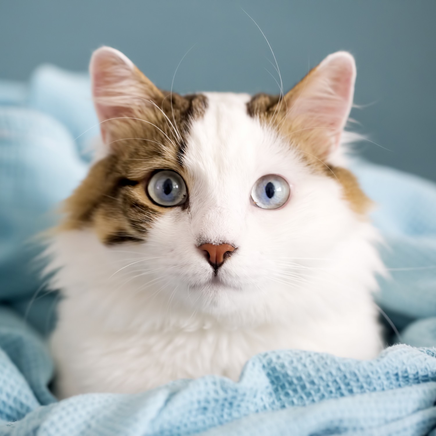 Brown and White Cat Staring Intently