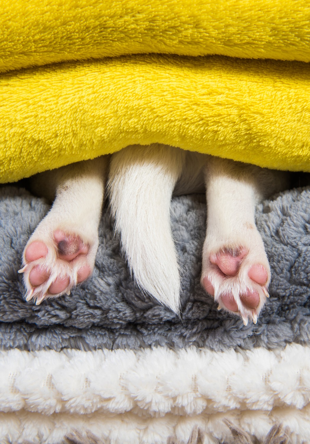 Dog Tail and Paws sticking out of blankets