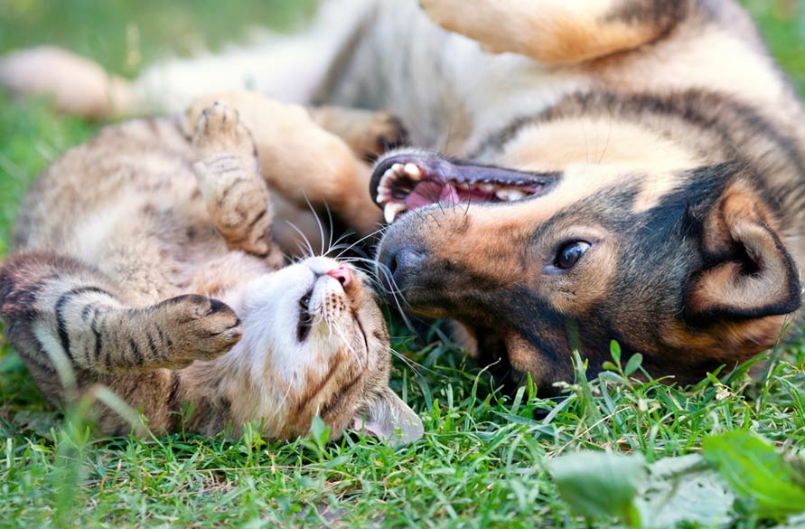 cat and dog