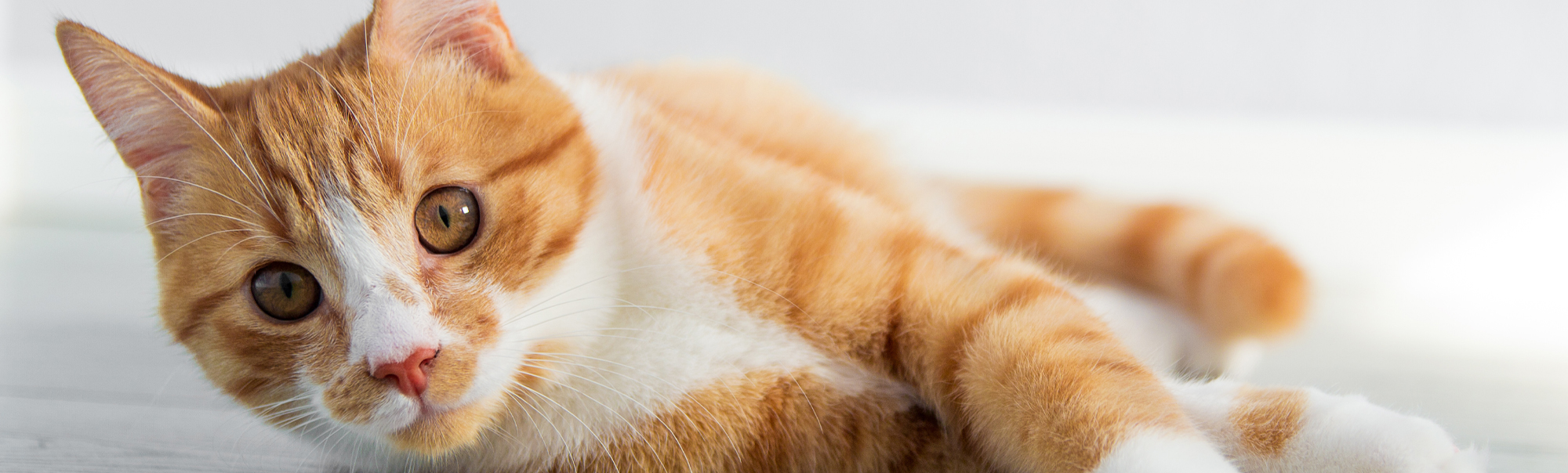 Yellow and White Cat on a white background