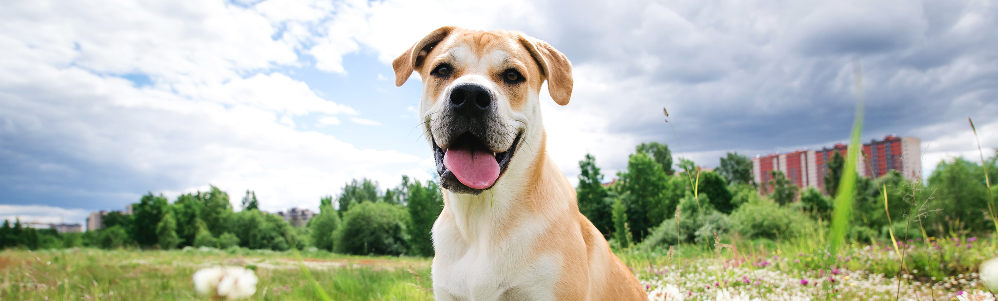 Happy Dog sitting in a field